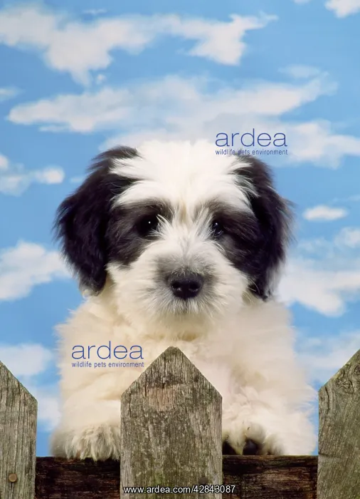 : Polish Lowland Sheepdog - puppy : Polish Lowland Sheepdog - puppy