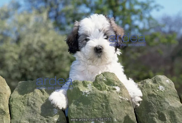 : Polish Lowland Sheepdog - puppy : Polish Lowland Sheepdog - puppy