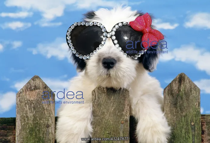 : Polish Lowland Sheepdog puppy wearing heart shaped glasses : Polish Lowland Sheepdog puppy wearing heart shaped glasses