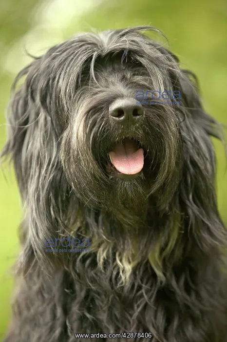  : Polish Lowland Sheepdog - Sitting down with mouth open