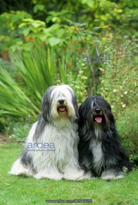  : Polish Lowland Sheepdog - x2