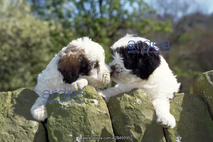 : Polish Lowland Sheepdog - x2 puppies leaning over wall : Polish Lowland Sheepdog - x2 puppies leaning over wall