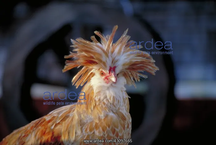 : Polish rooster : Polish rooster