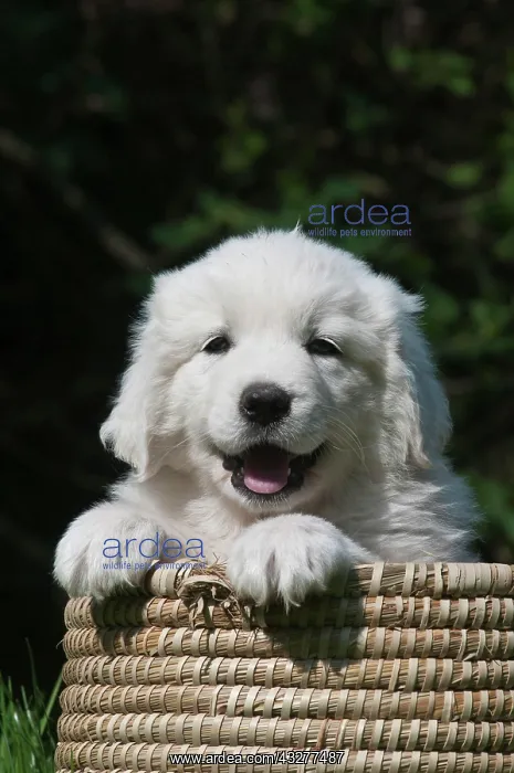 : Polish Tatra Sheepdog, Owczarek Tatrzanski or Owczarek : Polish Tatra Sheepdog, Owczarek Tatrzanski or Owczarek