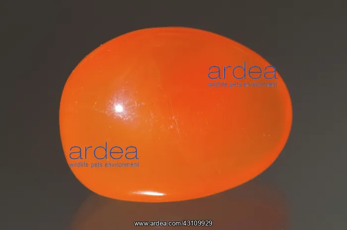 : Polished Carnelian Gemstone : Polished Carnelian Gemstone