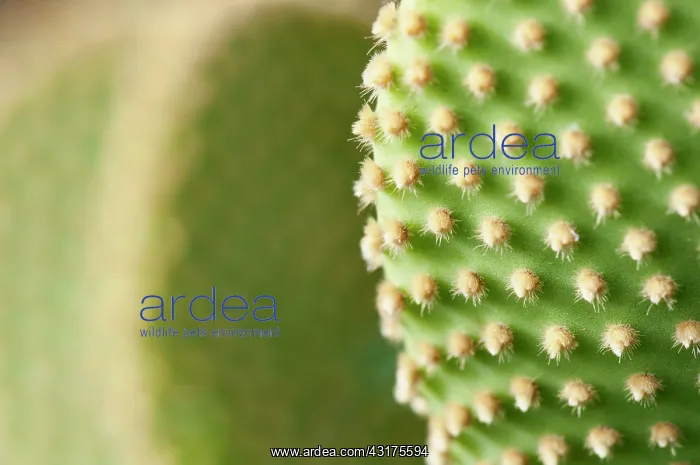 : Polka Dot Cactus, Bunney ears, Opuntia microdasys aureispina : Polka Dot Cactus, Bunney ears, Opuntia microdasys aureispina