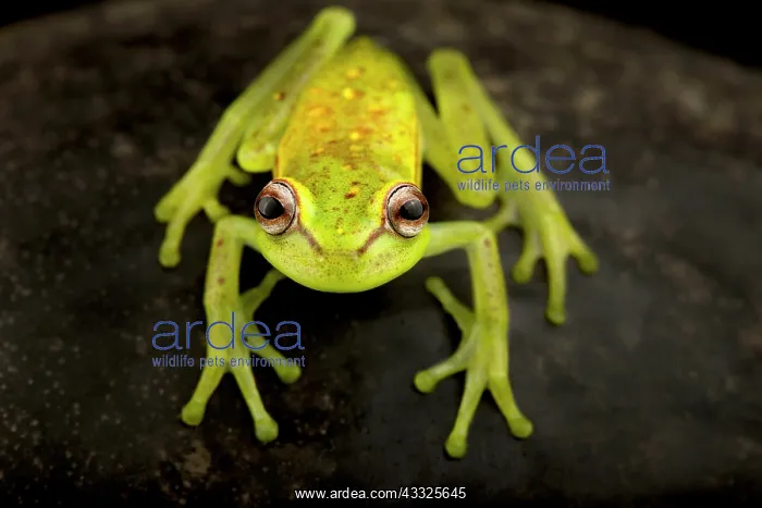 : Polka-dot tree frog (Boana punctata) : Polka-dot tree frog (Boana punctata)