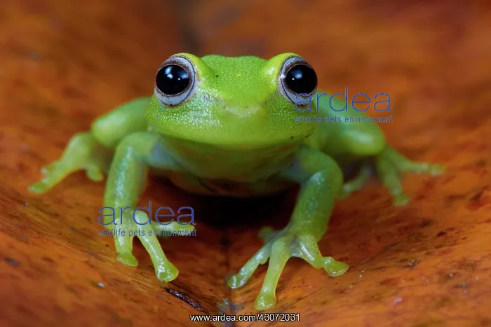 : Polka-dot Tree-frog (Hypsiboas punctatus), ex Hyla : Polka-dot Tree-frog (Hypsiboas punctatus), ex Hyla