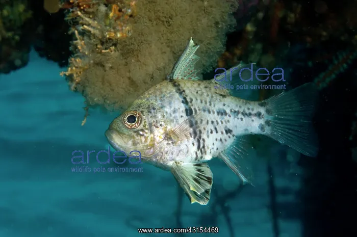 : Polkadot Cardinalfish : Polkadot Cardinalfish