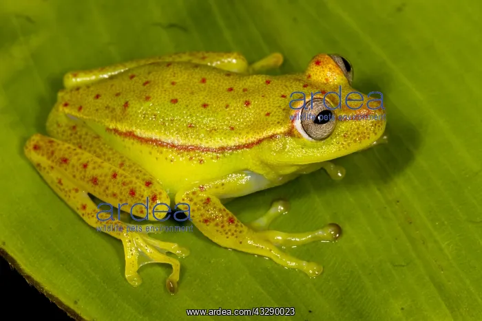 : Polkadot Tree Frog (Hypsiboas punctatus) restin : Polkadot Tree Frog (Hypsiboas punctatus) restin