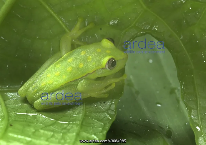 : Polkadot Treefrog : Polkadot Treefrog