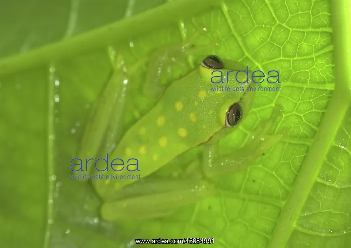 : Polkadot Treefrog : Polkadot Treefrog
