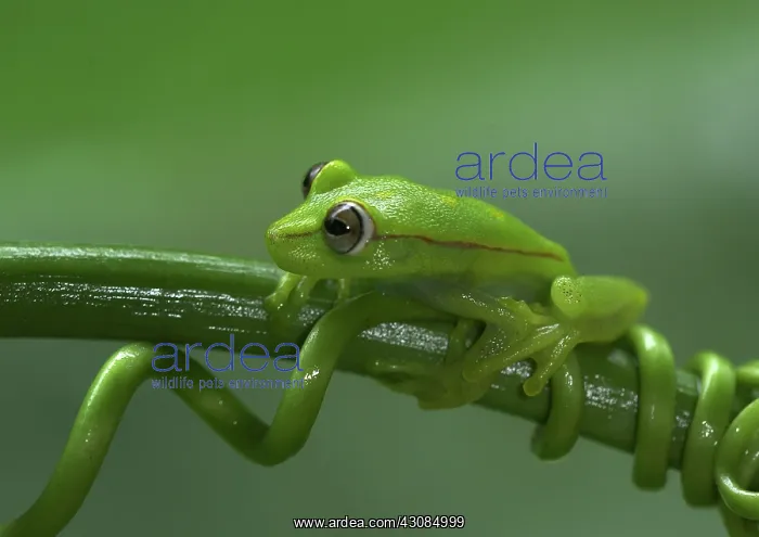 : Polkadot Treefrog : Polkadot Treefrog