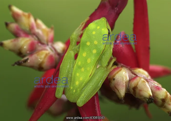  : Polkadot Treefrog