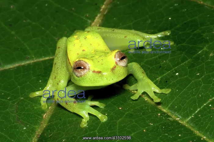 : Polkadot treefrog : Polkadot treefrog