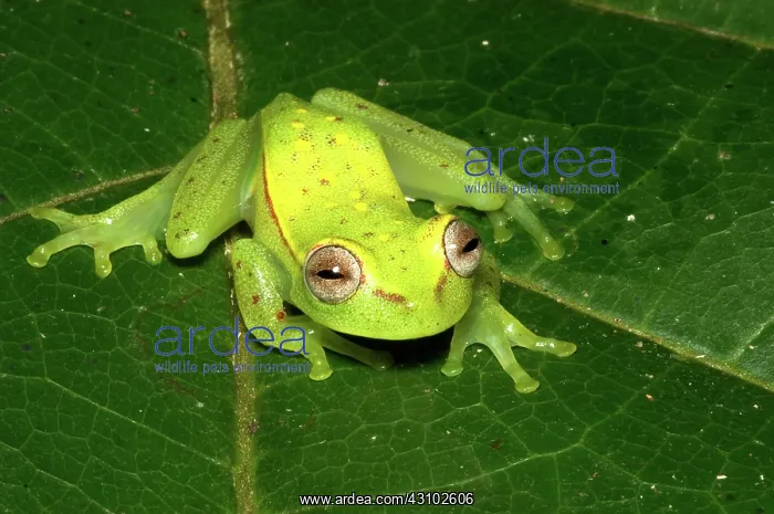 : Polkadot treefrog : Polkadot treefrog