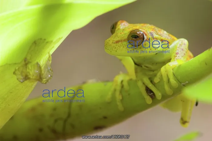 : Polkadot Treefrog (Hyla punctata punctata) : Polkadot Treefrog (Hyla punctata punctata)