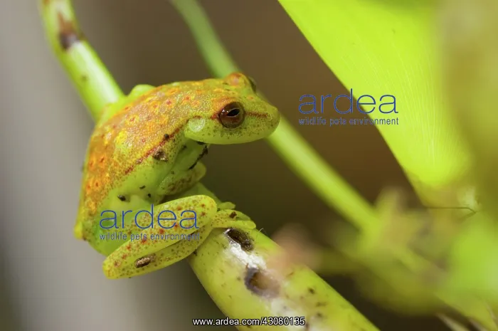 : Polkadot Treefrog (Hyla punctata punctata) : Polkadot Treefrog (Hyla punctata punctata)