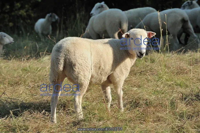 : Poll Dorset mule shearling : Poll Dorset mule shearling