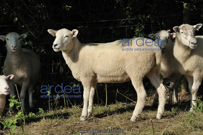: Poll Dorset mule shearling ewes : Poll Dorset mule shearling ewes