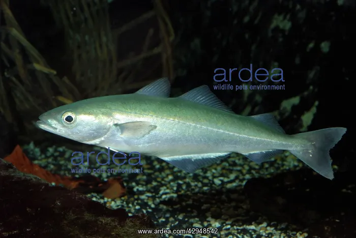 : Pollack (Pollachius pollachius). North Sea, North Atlantic : Pollack (Pollachius pollachius). North Sea, North Atlantic