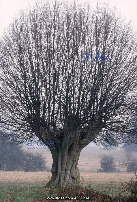  : POLLARD HORNBEAM