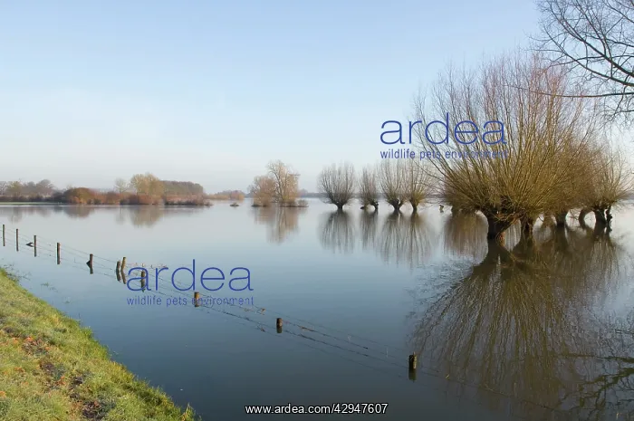 : Pollard willow : Pollard willow
