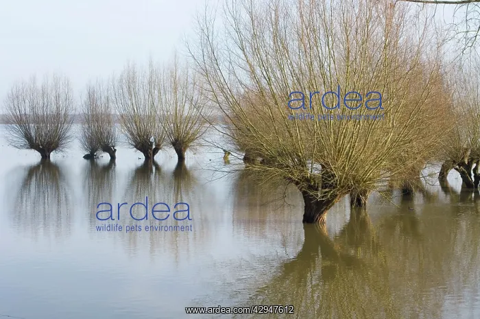 : Pollard willow : Pollard willow