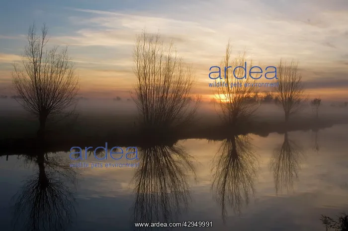 : Pollard Willow - Alongside river at sunset : Pollard Willow - Alongside river at sunset