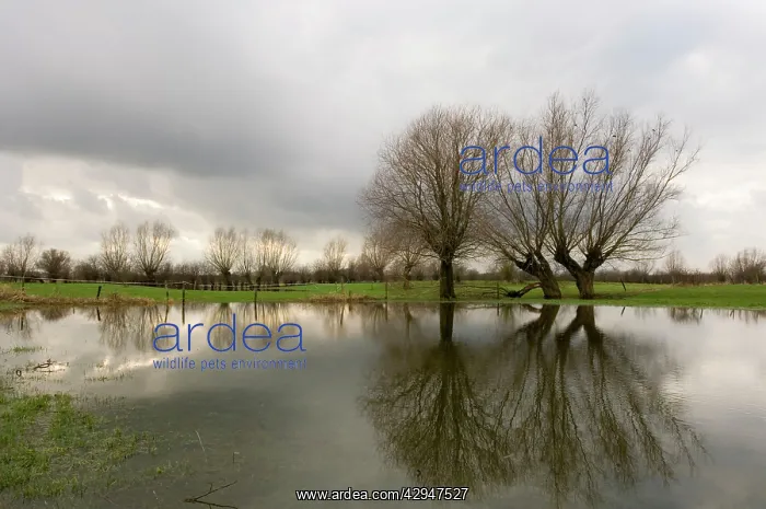 : Pollard willow - Reflections in the flooded forelands : Pollard willow - Reflections in the flooded forelands