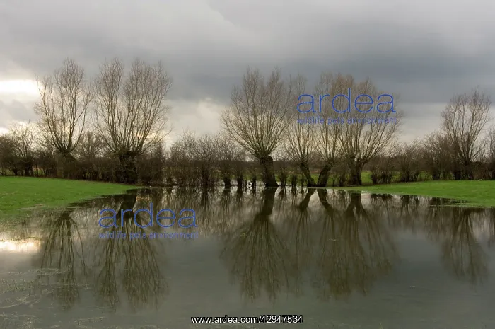 : Pollard willow - Reflections in the flooded forelands : Pollard willow - Reflections in the flooded forelands
