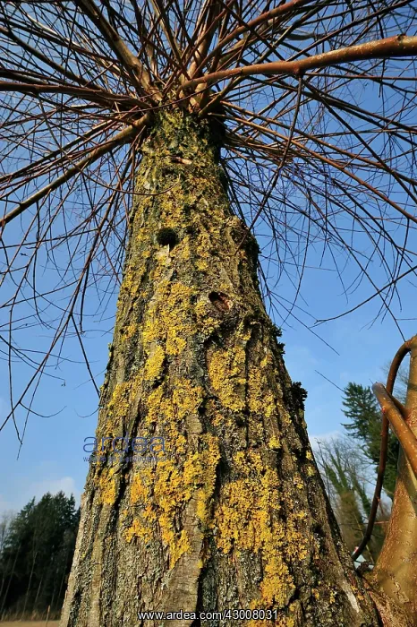 : Pollard Willow Tree Topped Willow lichen : Pollard Willow Tree Topped Willow lichen