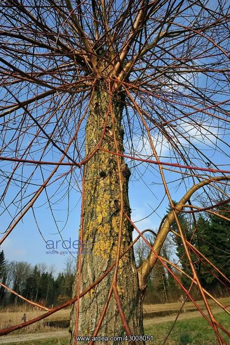 : Pollard Willow Tree Topped Willow lichen : Pollard Willow Tree Topped Willow lichen