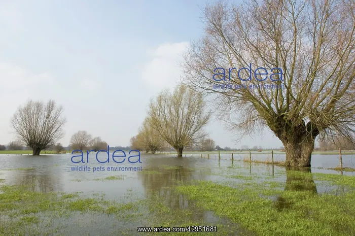 : Pollard willows - in the flooded foreland of the : Pollard willows - in the flooded foreland of the