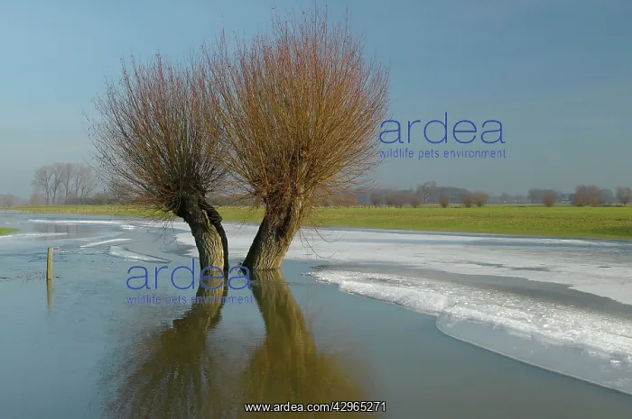 : Pollard willows in frozen foreland river : Pollard willows in frozen foreland river
