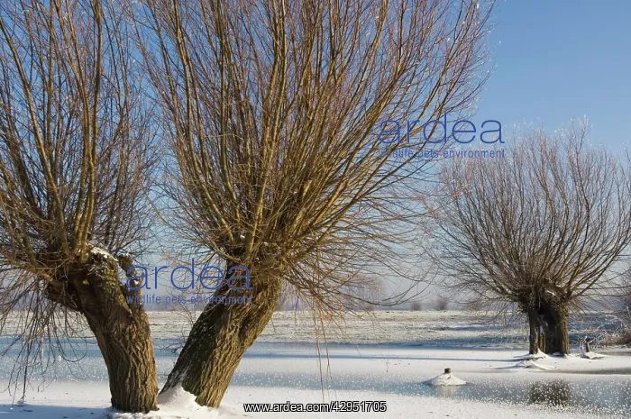 : Pollard willows - frozen foreland of the river IJssel : Pollard willows - frozen foreland of the river IJssel