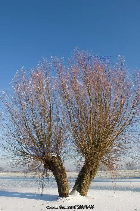 : Pollard willows - frozen foreland river IJssel : Pollard willows - frozen foreland river IJssel