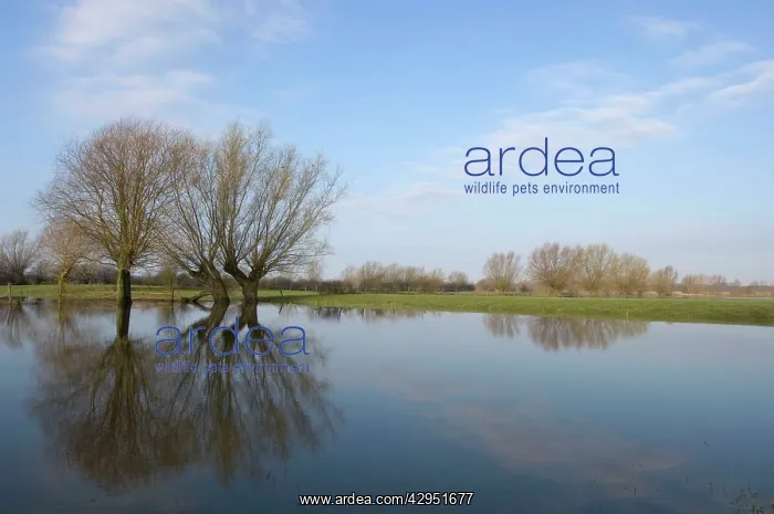 : Pollard willows - reflections in the flooded foreland : Pollard willows - reflections in the flooded foreland