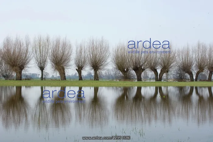 : Pollard willows - refllections in the flooded foreland : Pollard willows - refllections in the flooded foreland