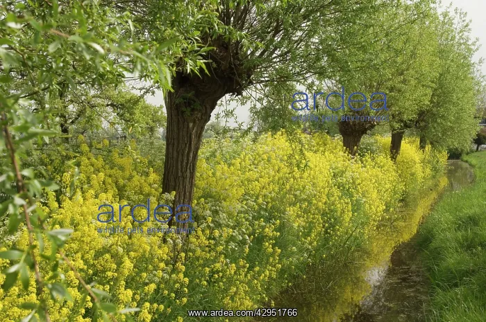 : Pollard willows - Surrounded by rape seed (brassica napus) : Pollard willows - Surrounded by rape seed (brassica napus)