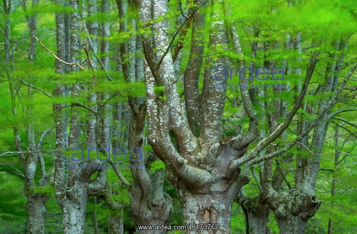 : Pollarded trees, Beech forest, Sarria, Gorbeia Natural : Pollarded trees, Beech forest, Sarria, Gorbeia Natural
