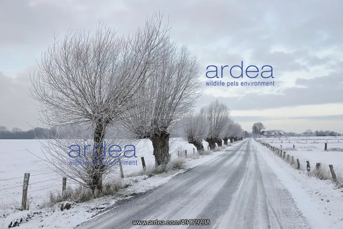 : Pollarded trees, pollarded willows (Salix sp) : Pollarded trees, pollarded willows (Salix sp)