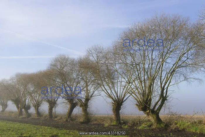  : Pollarded willows at the edge of the field, tree