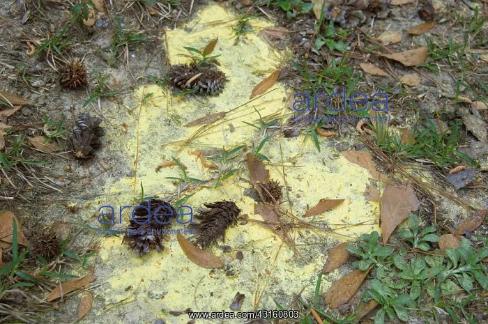 : Pollen. A pile of yellow pollen dust rests on the ground in Columbia : Pollen. A pile of yellow pollen dust rests on the ground in Columbia