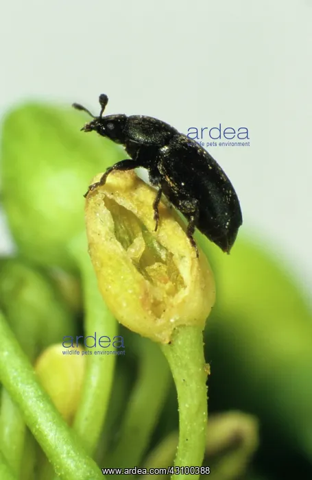 : Pollen beetle (Meligethes aeneus) : Pollen beetle (Meligethes aeneus)