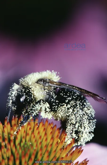 : Pollen-Covered Eastern Carpenter Bee : Pollen-Covered Eastern Carpenter Bee