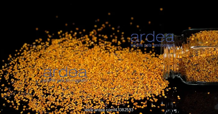 : Pollen Dumplings Falling on Black Background : Pollen Dumplings Falling on Black Background