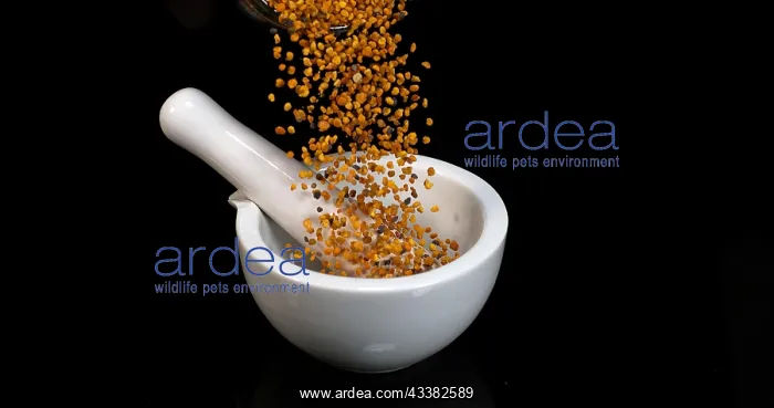 : Pollen Dumplings Falling on Black Background, mo : Pollen Dumplings Falling on Black Background, mo