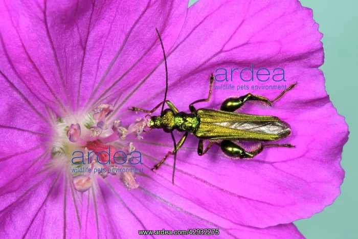 : Pollen-feeding / Thick-legged Flower BEETLE - eating : Pollen-feeding / Thick-legged Flower BEETLE - eating