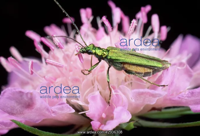 : Pollen-feeding / Thick-legged Flower BEETLE - eating pollen : Pollen-feeding / Thick-legged Flower BEETLE - eating pollen